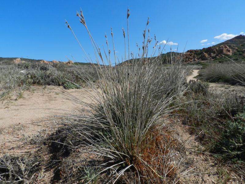 Juncus acutus / Giunco pungente